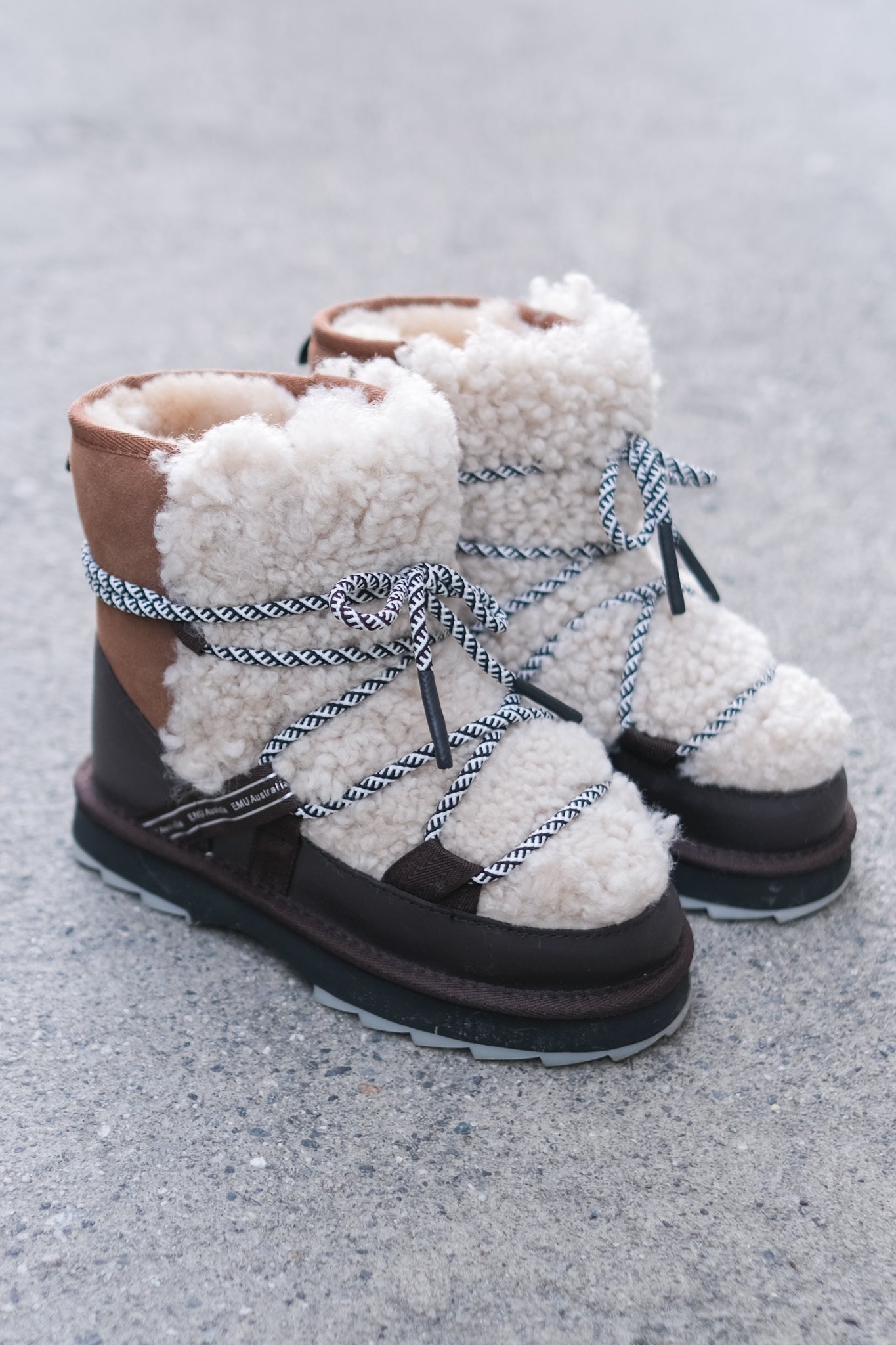 Blurred Teddy Chestnut