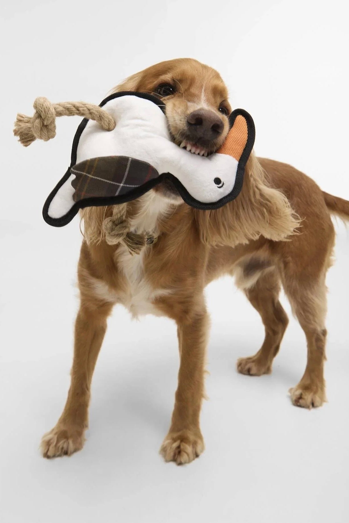 Dog Seabird Toy