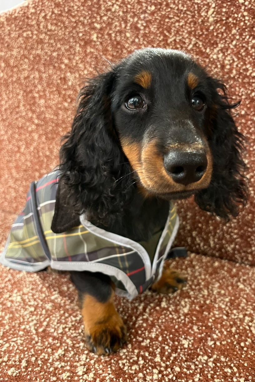 Tartan Waterproof Dog Coat Classic Tartan