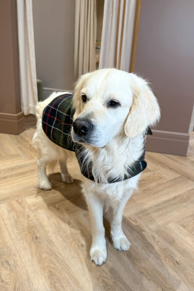 Wool Dog Coat  Classic Tartan