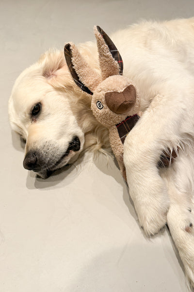 Rabbit Dog Toy