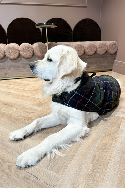 Wool Dog Coat  Classic Tartan