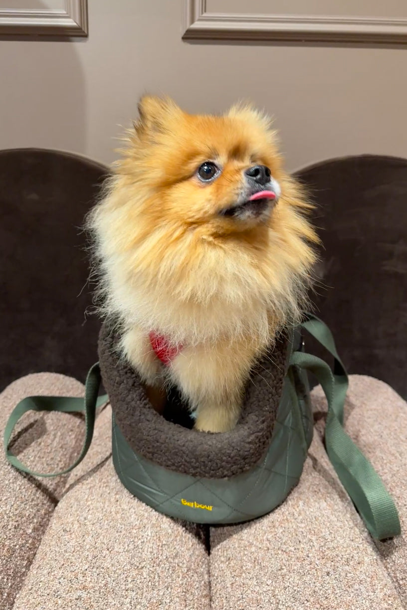 Small Dog Carrier Olive