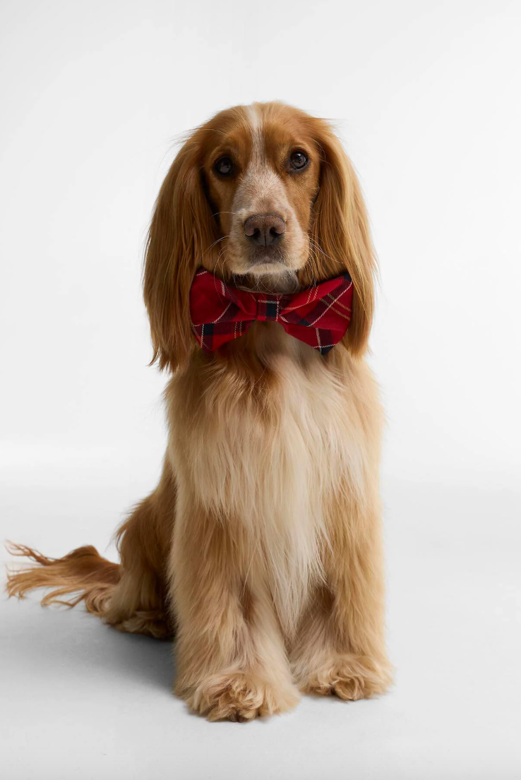 Dog Bow Tie Cardinal Tartan