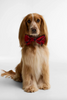 Dog Bow Tie Cardinal Tartan