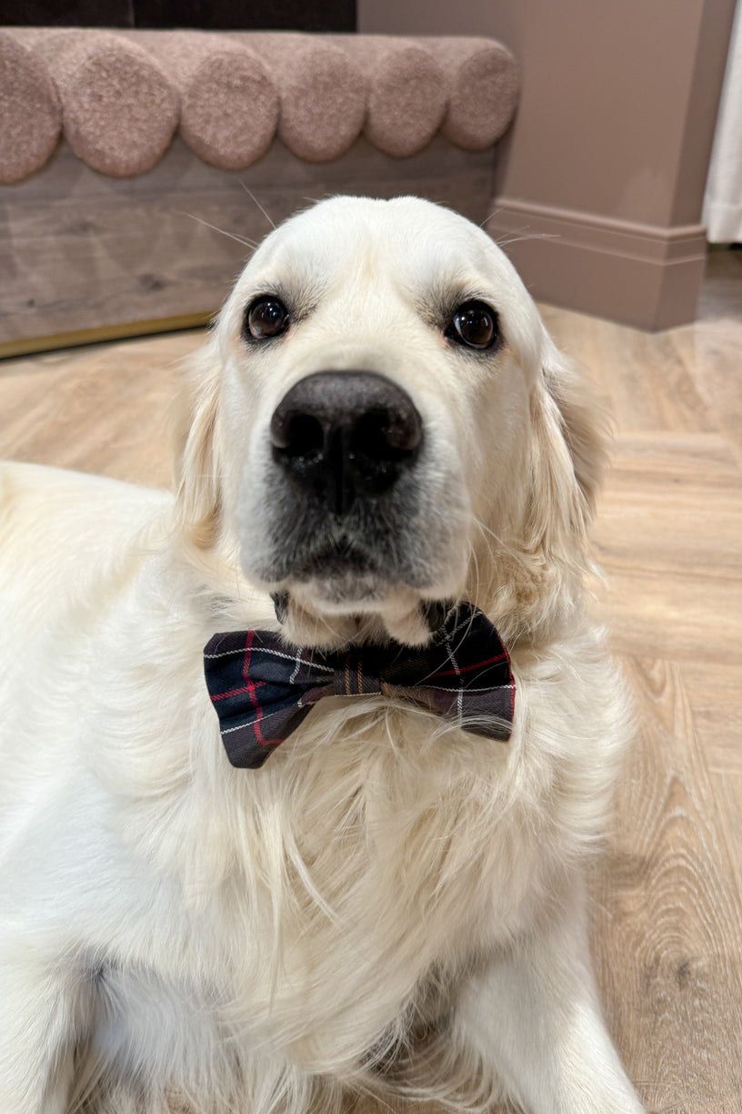 Tartan Dog Bow Tie