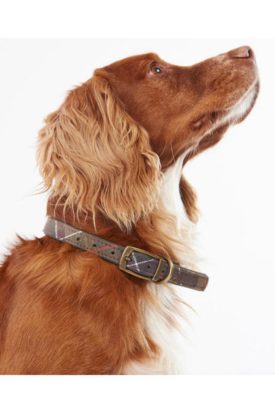 Tart Dog Collar