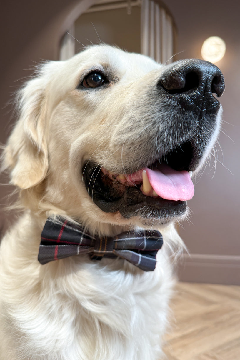 Tartan Dog Bow Tie